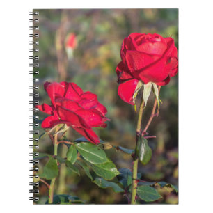 Notizbuch mit zwei Roten Rosen Notizblock