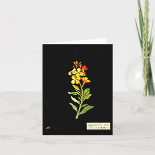 Notizkarte - Botanische Kunst - Mary Delany 16 Karte