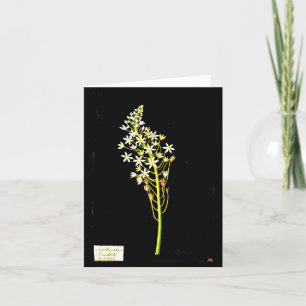 Notizkarte-Botanische Kunst-Mary Delany 2 Karte