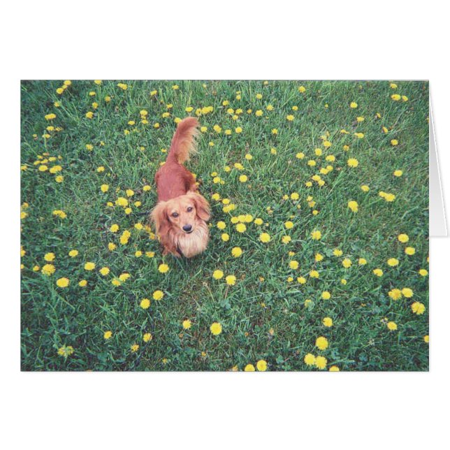 NOTRE DACHSHUND-DUBLIN-LE GRASS "EST" PLUS VERT SU (Devant horizontal)
