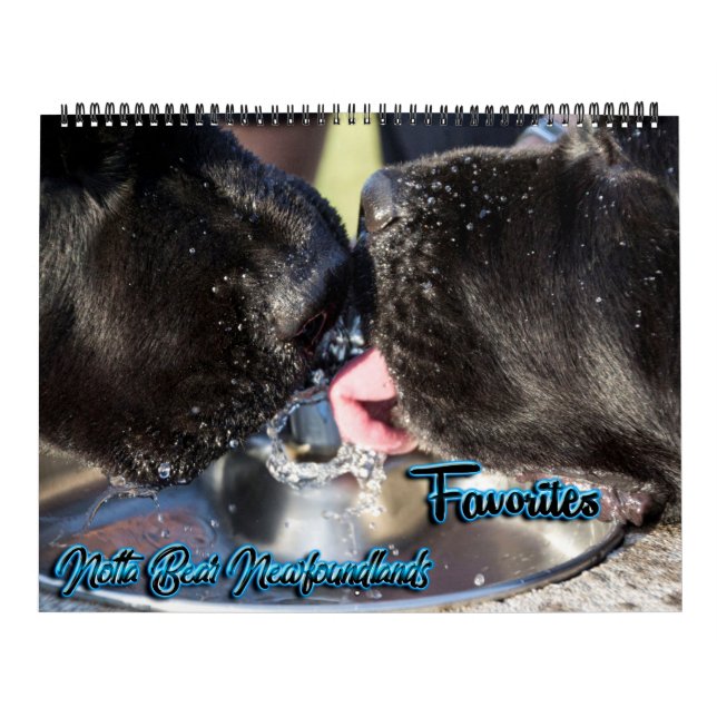 Notta Bear Foto Favorites Kalender (Titelbild)