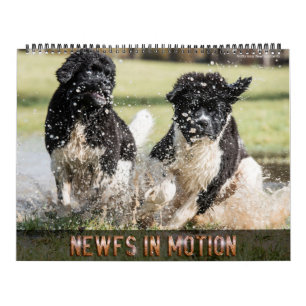 Notta Bear Newfs im Motivkalender Kalender
