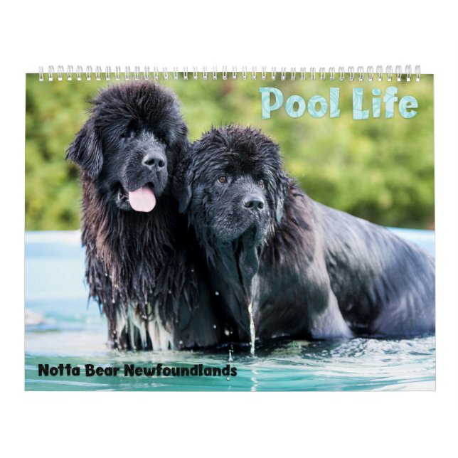 Notta Bear Newfundlands Pool Calendar Kalender (Titelbild)