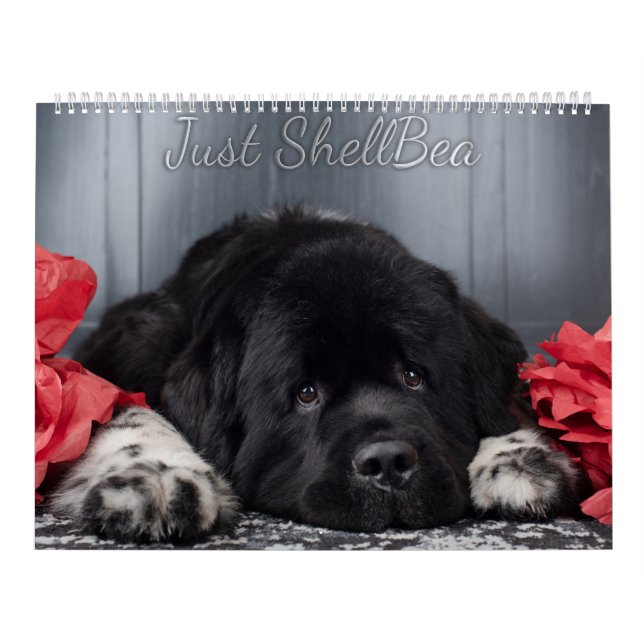 Notta Bear Newfundlands ShellBea Kalender (Titelbild)