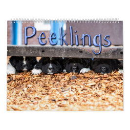 Notta Bear Peeklings Calendar Kalender