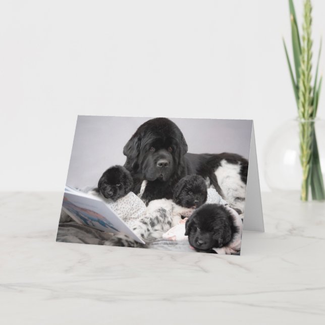 Notta Bear Puppy Grußkarte Karte (Vorderseite)
