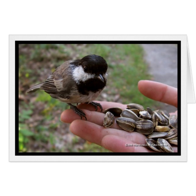 Nourrir Les Oiseaux (Devant horizontal)
