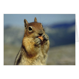 Nourriture d'écureuils