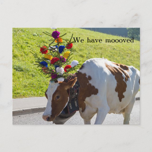 Nous Avons Déménagé Swiss Cow Carte Postale (Devant)