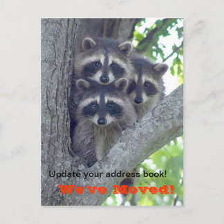 Nous avons Déplacé la carte postale (Raccoons dans