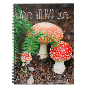 "Nous sommes tous morts ici" Carnet de champignons