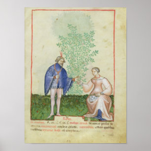 Nouv Acq LatRoses von "Tacuinum Sanitatis" Poster