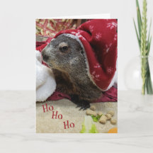 NOUVEAU ! ! ! Carte de Noël de la marmotte B