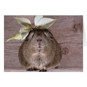 Nouveau Casquette Guinée Pig