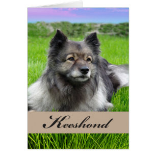 Nouveau chien Keeshond animal de compagnie sur l'h