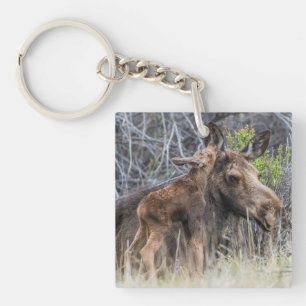 Nouveau-né orignal veau câlinant sa mère