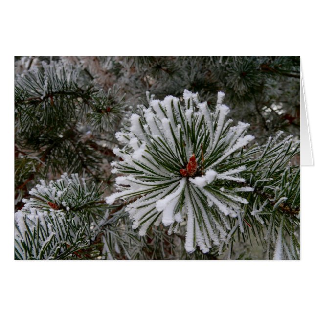 Nouveaux cônes de pin (Devant horizontal)