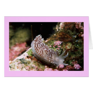 Nouvelle-Angleterre Aeolid