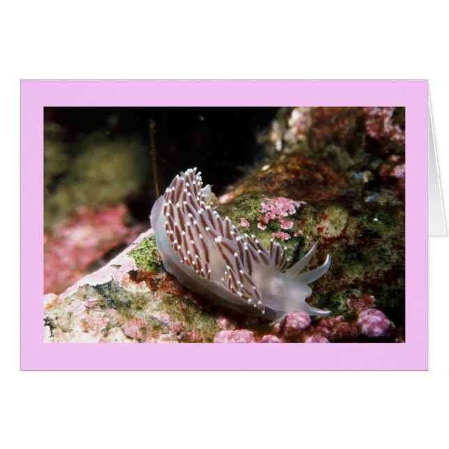 Nouvelle-Angleterre Aeolid (Devant Horizontal)