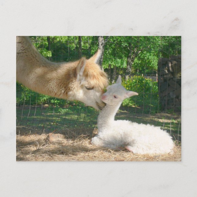 Nouvelle carte postale Cria (Devant)