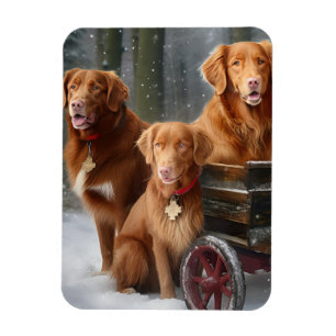 Nova Scotia Duck Toller Retriever Schnee-Schlitten Magnet