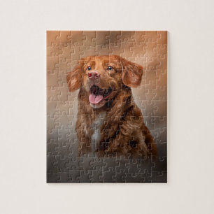 Nova Scotia Duck Tolling Retriever