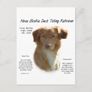 Nova Scotia Duck Tolling Retriever History Design Postkarte