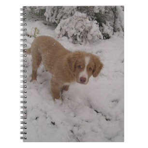 Nova_Scotia_Duck-Tolling_Retriever im Schnee Notizblock