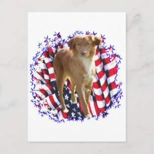 Nova Scotia Duck Tolling Retriever Patriot Postkarte