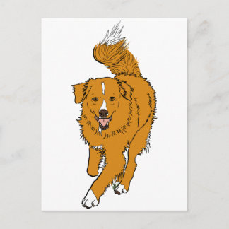 Nova Scotia Duck Tolling Retriever Postkarte
