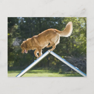 nova scotia duck tolling retriever postkarte