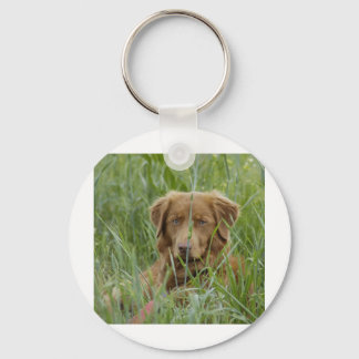 Nova Scotia Duck Tolling Retriever Schlüsselanhänger
