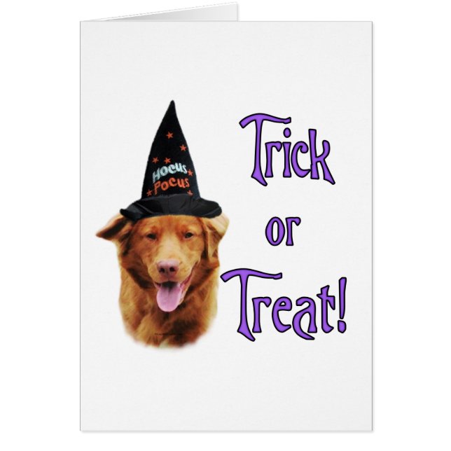 Nova Scotia Duck Tolling Retriever Trick (Vorne)