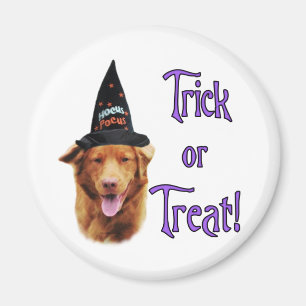 Nova Scotia Duck Tolling Retriever Trick Magnet