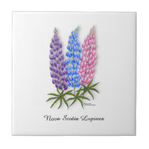 Nova Scotia Lupinen