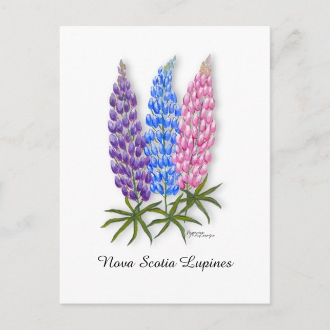Nova Scotia Lupines Postkarte (Vorderseite)