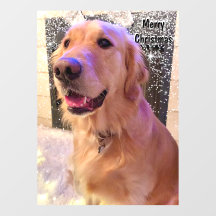 Nova The Golden Retriever Dog Weihnachtsschnee