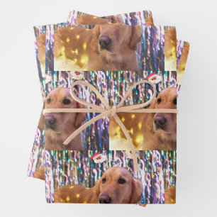 Nova the Golden Retriever - Feuilles de papier à e