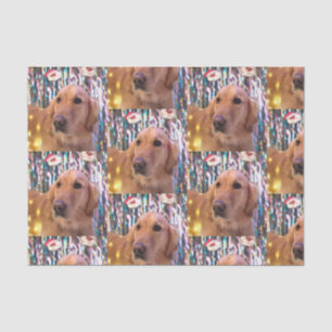Nova the Golden Retriever Weihnachten Seidenpapier