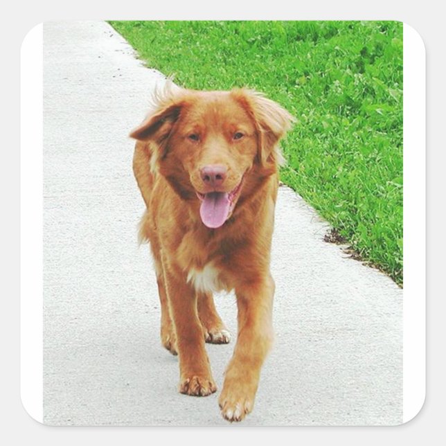 Nova Walking Quadratischer Aufkleber (Vorderseite)