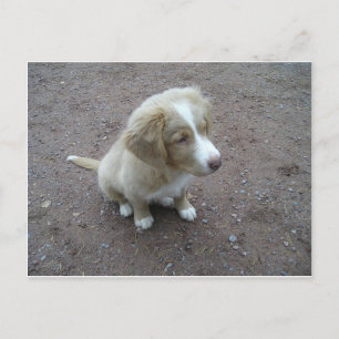 NovaScotiaDuckTollingRetriever Sitzung Postkarte