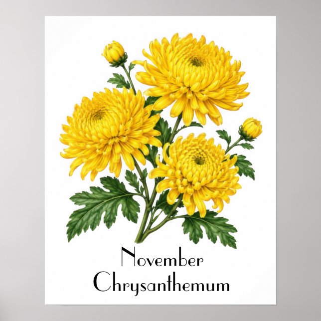 November-Chrysanthemenblüten Poster (Vorne)