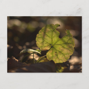 November Sun CC0303 Postkarte