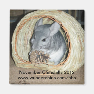 novembre chinchilla 2012 aimant