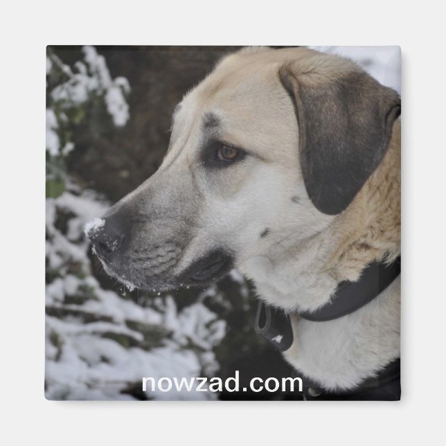 Nowzad Rescue Dog Kilo Magnet (Vorne)