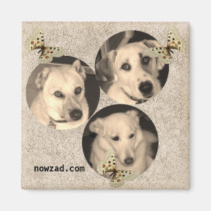 Nowzad Rescue Dogs Magnet