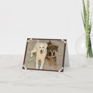 Nowzad Rescue Dogs Notecard Karte