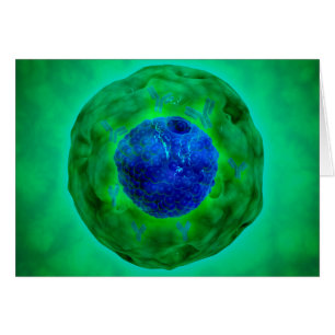 Noyau de cellules avec le chromosome 1