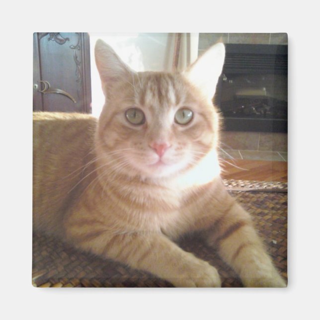 Nubby-Katze Magnet (Vorne)