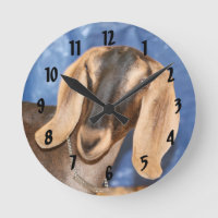 Nubian doe head against blue